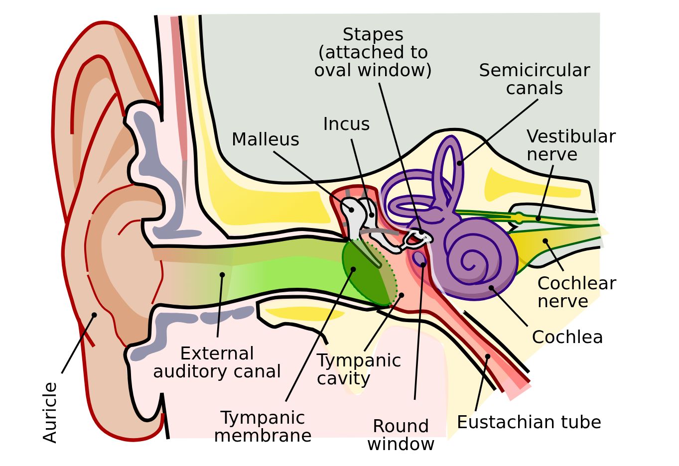 Diagram anatomi telinga luar, tengah, dan dalam