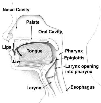 Diagram potongan anatomi kepala dan leher