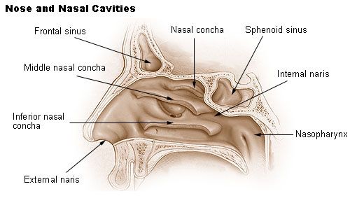 Diagram anatomi rongga hidung dan sinus paranasal